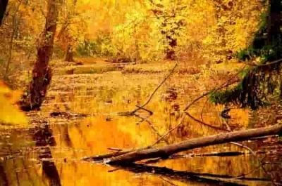 Камък с цветовете на есента